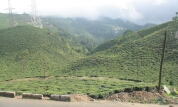 Tea garden in Eastern Himalaya