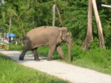 Wild elephant in Dooars