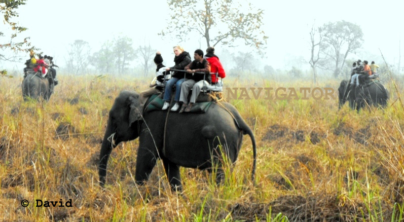 Jaldapara Elephant Safari - Dooars Tour Package - 7 Days